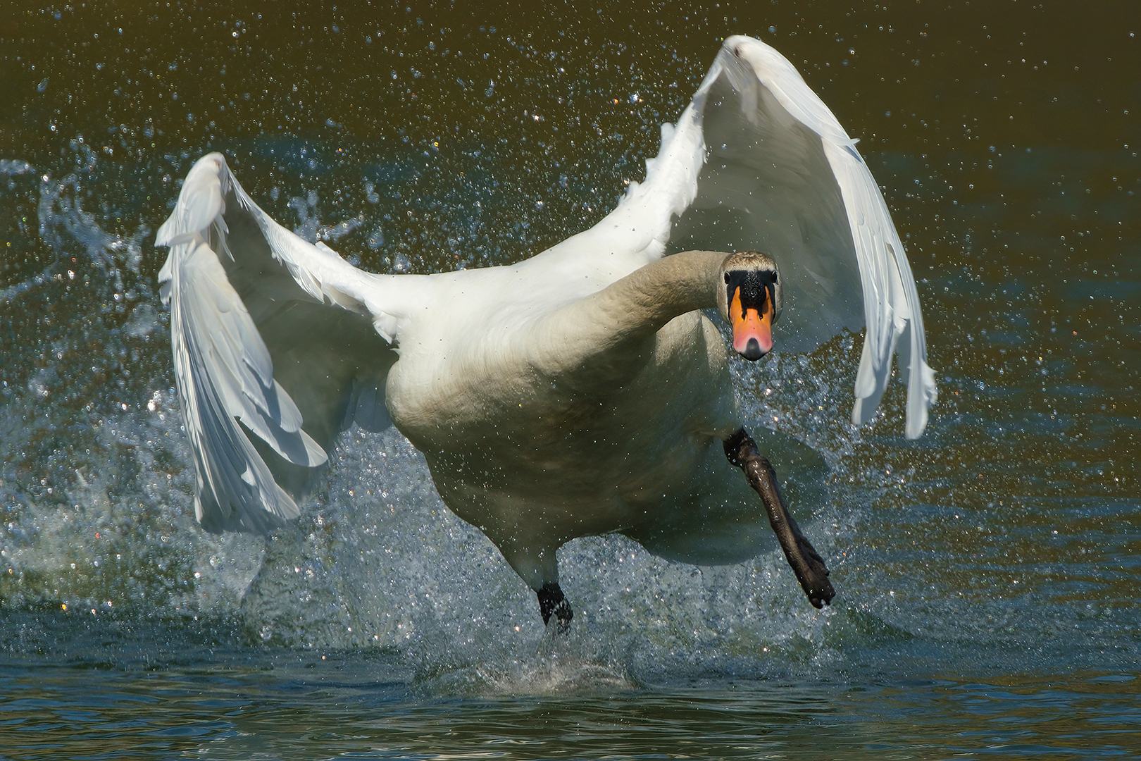 Лебеди те еще агрессоры: они отказываются от отдыха ради борьбы за лучшие места кормления