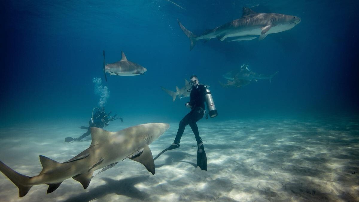 В каких местах планеты можно безопасно поплавать с акулой