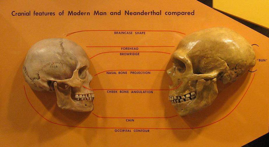 Чем мозг человека оказался лучше мозга неандертальца