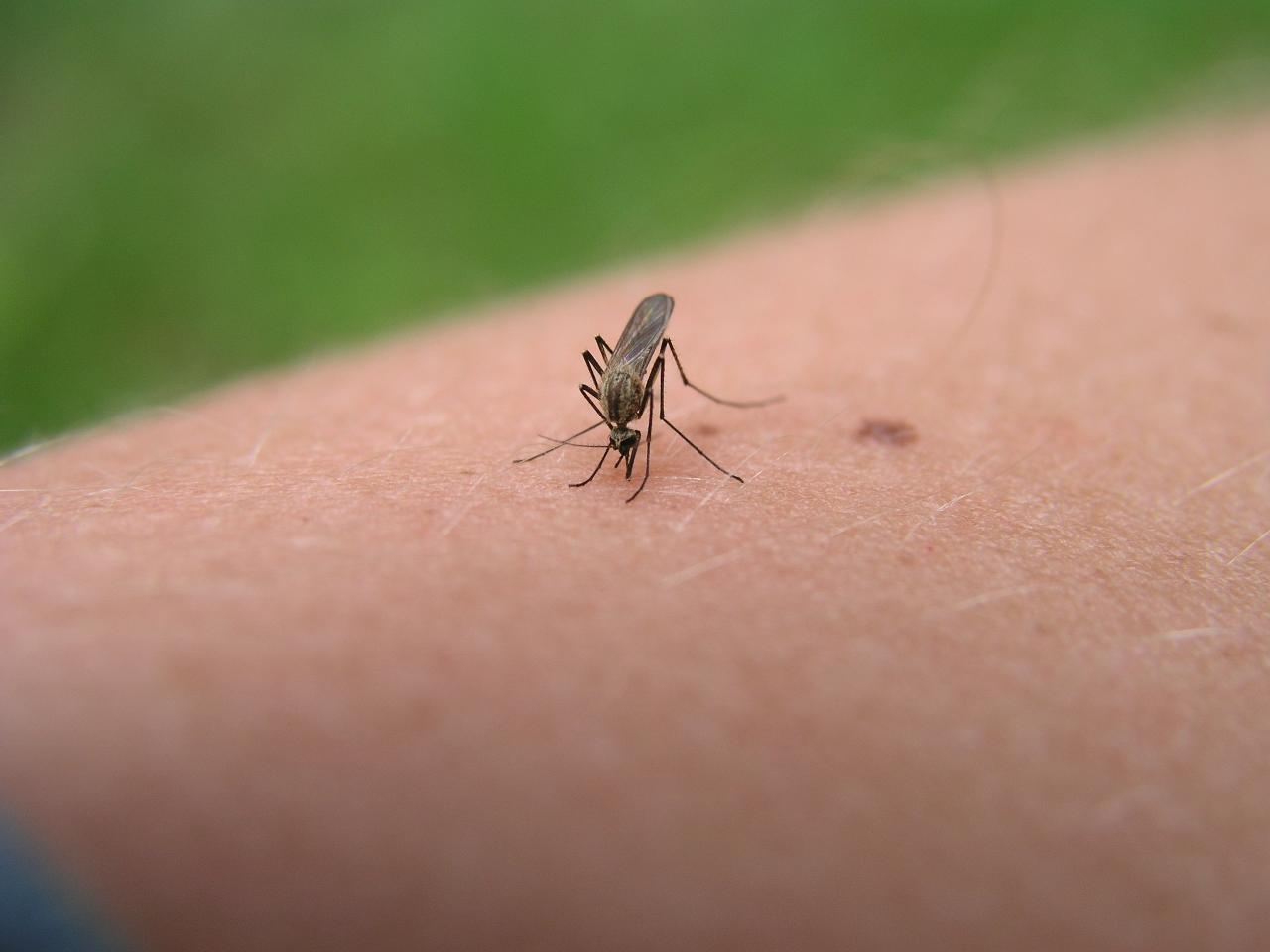 Что делать, если вас летом укусили насекомые: объясняет врач