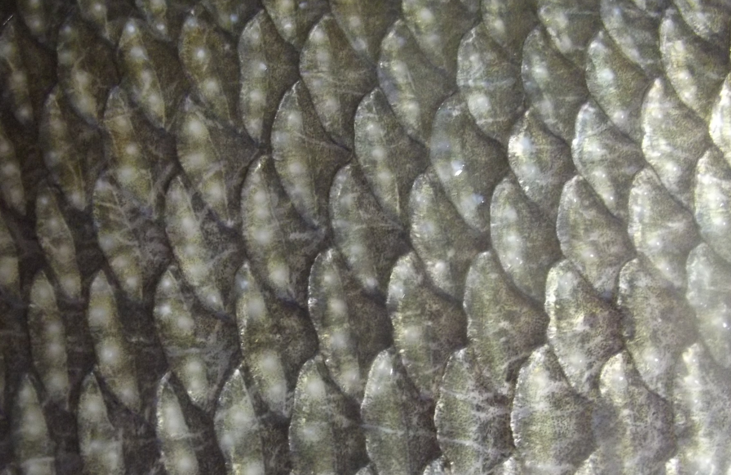 Учёные научились делать экраны из рыбьей чешуи
