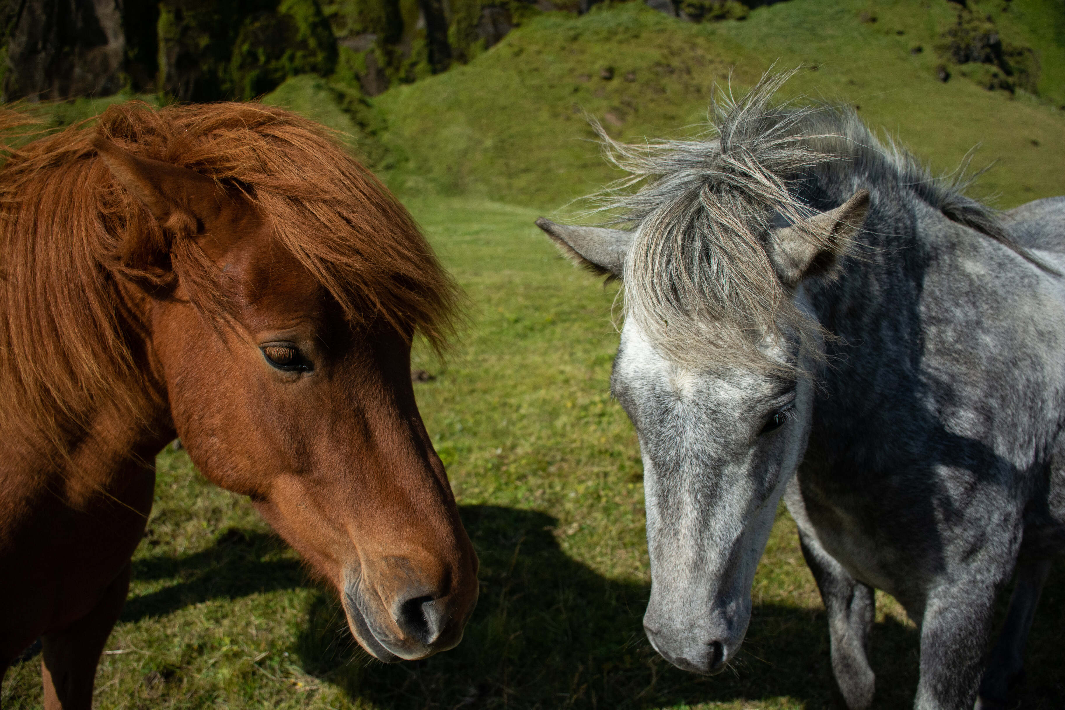Как связаны скаковые лошади, Япония и ультразвук