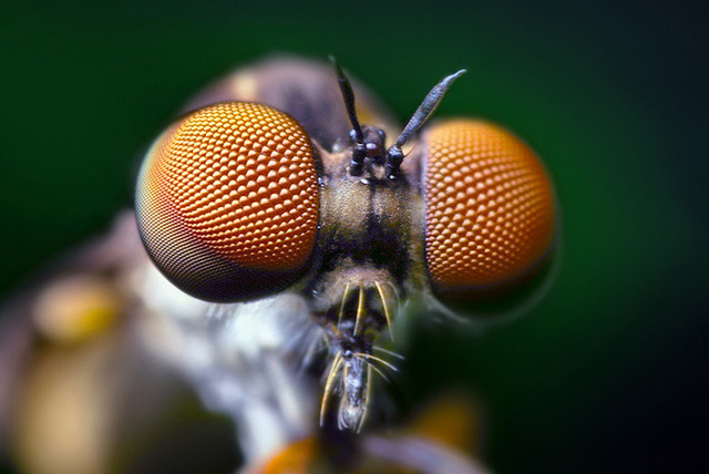 Биоинженеры подглядели за глазами мух и эхолокатором летучих мышей для создания 3D-камеры