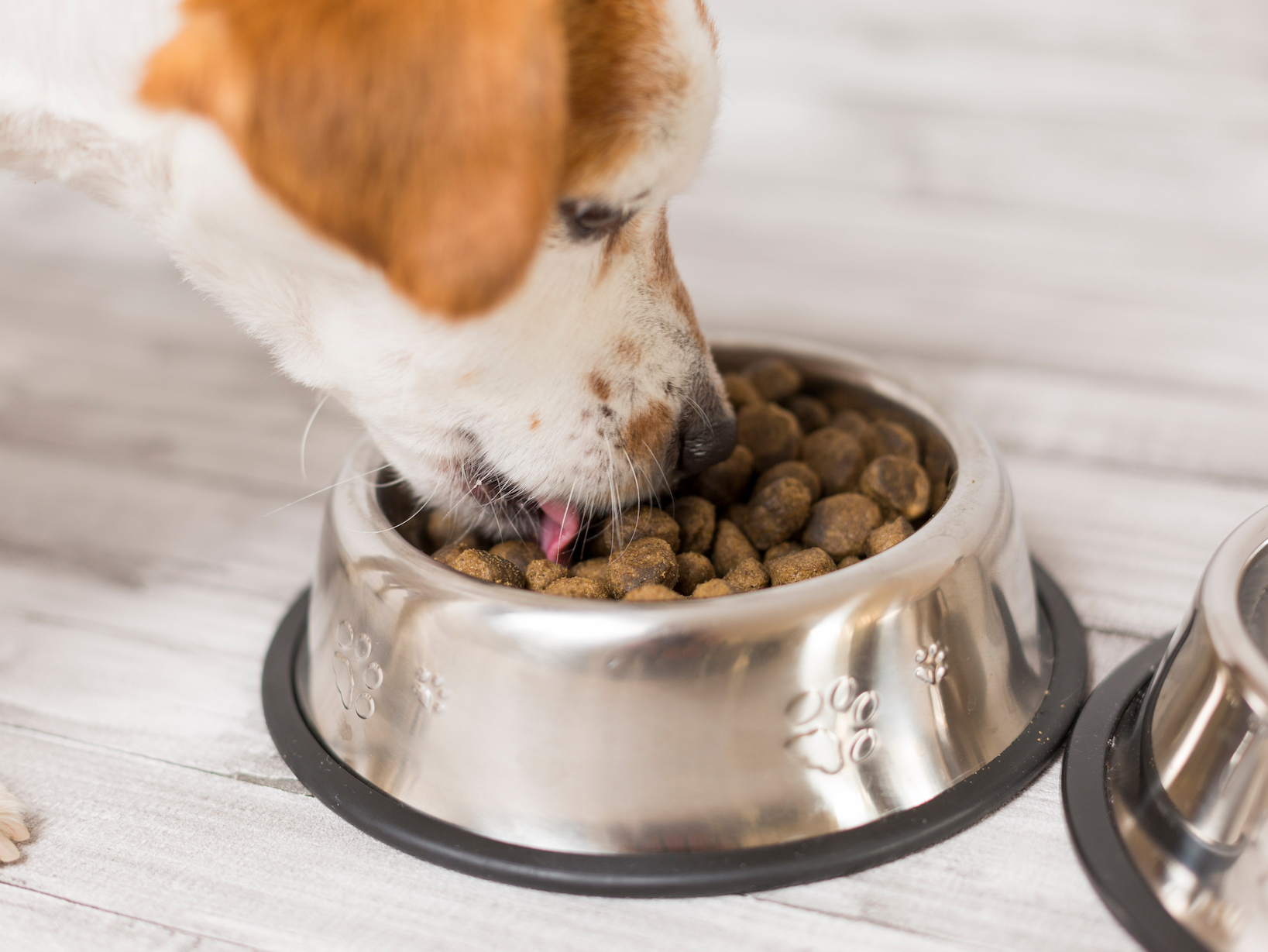 Правда ли, что некоторые собаки вообще не обращают внимания на вкус еды