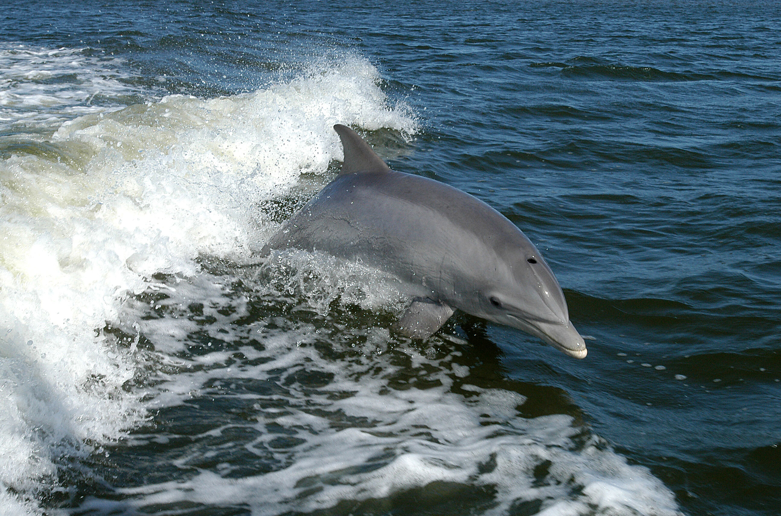 Разлив нефти недалеко от США привёл к появлению дельфинов-мутантов