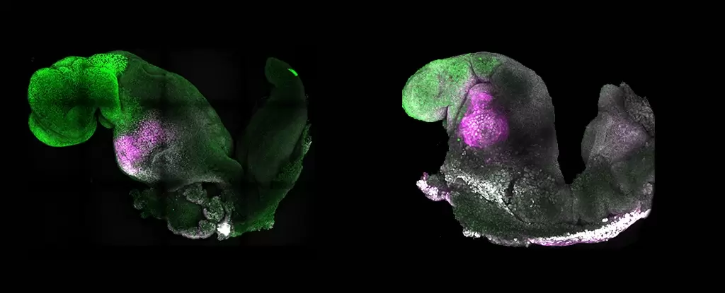 Ученые вырастили искусственный эмбрион мыши с мозгом и бьющимся сердцем
