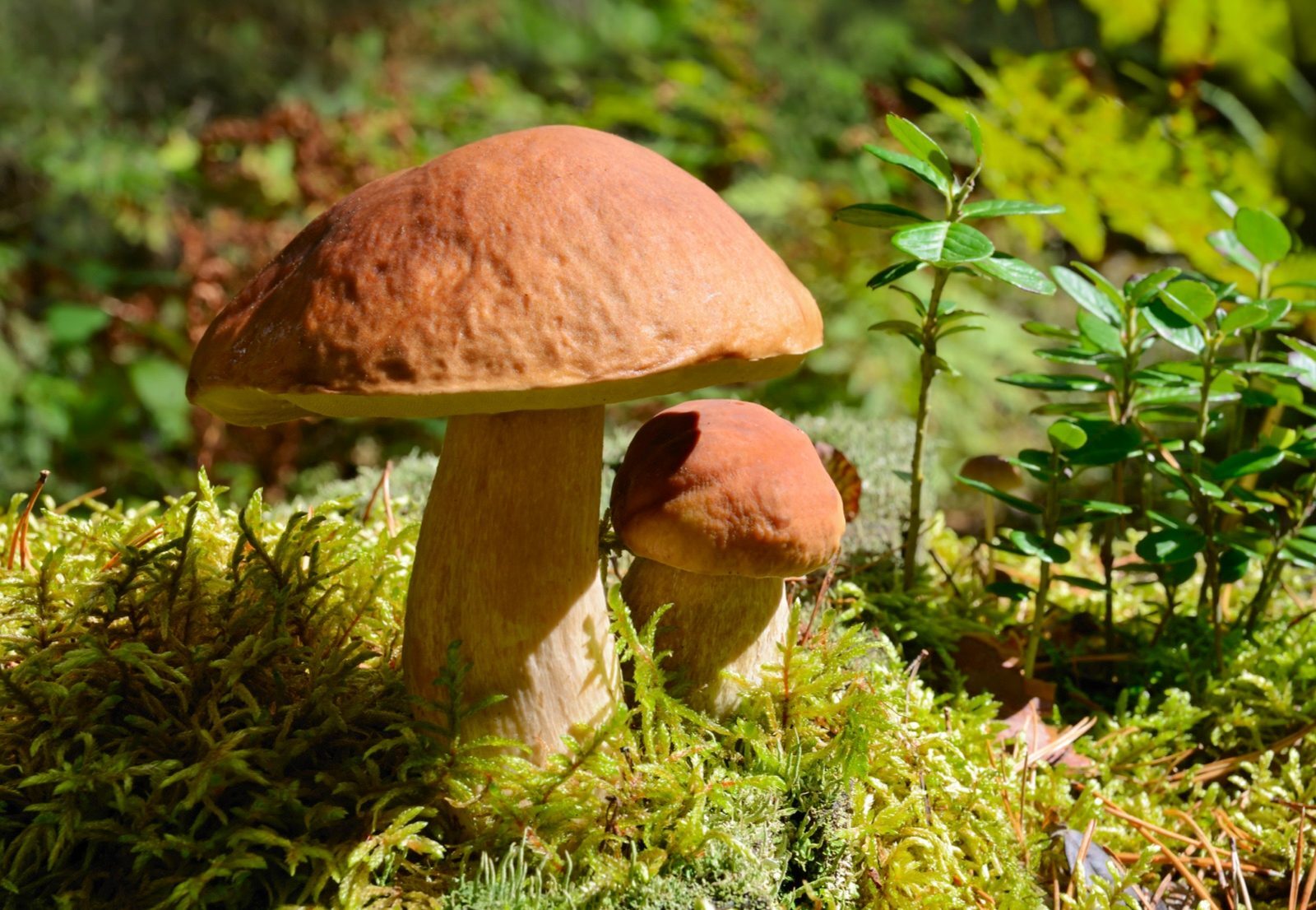 Почему собирать грибы и ягоды в полиэтиленовый пакет опасно для организма