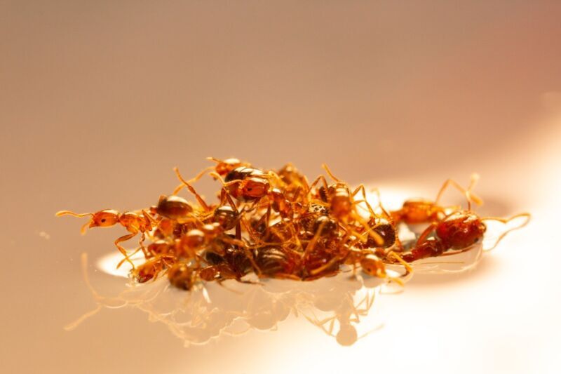 Раскрыт секрет формирования муравьиных плотов