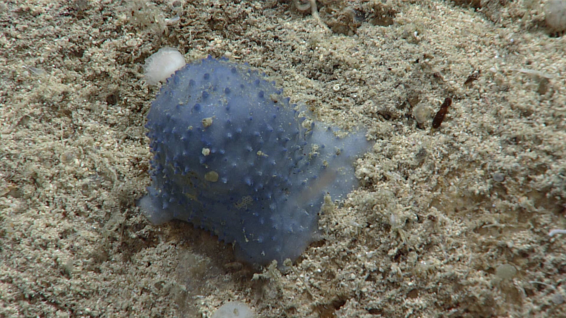 На дне Карибского моря обнаружили странную голубую слизь