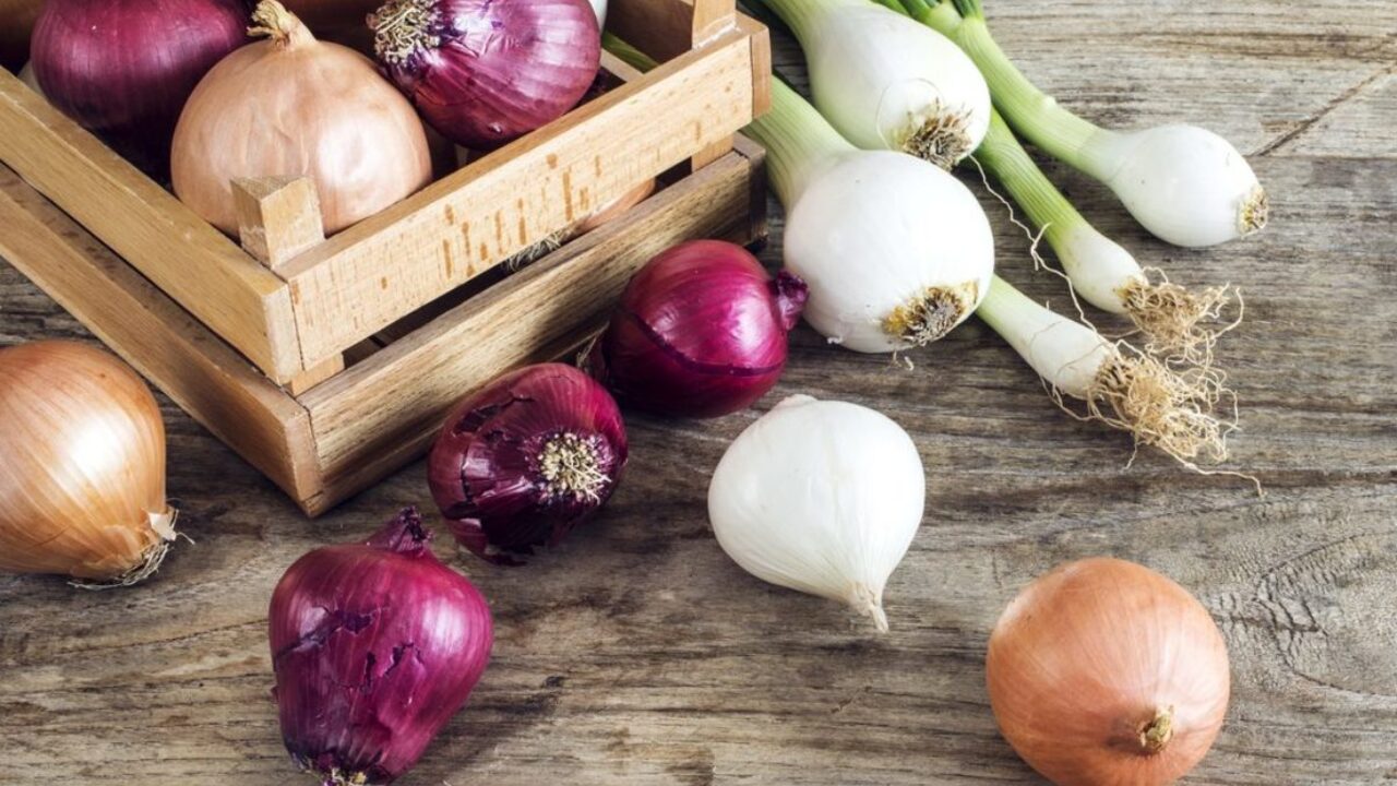 лук репчатый красный. какой лук лучше красный или белый. лук репчатый белый. лук-севок стардаст. какой лук лучше красный или белый.