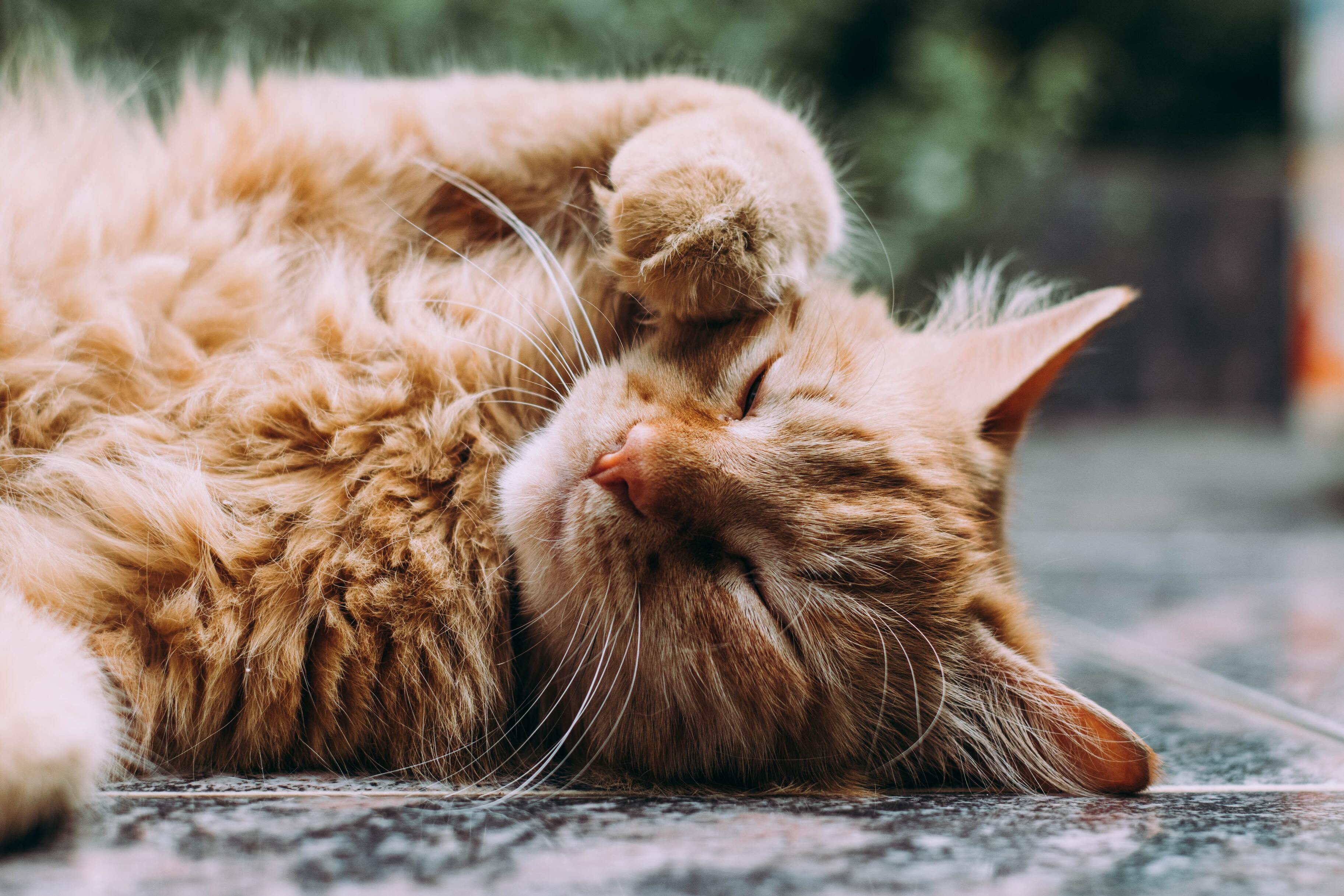 Эксперты развеяли 3 мифа про аллергию на кошек