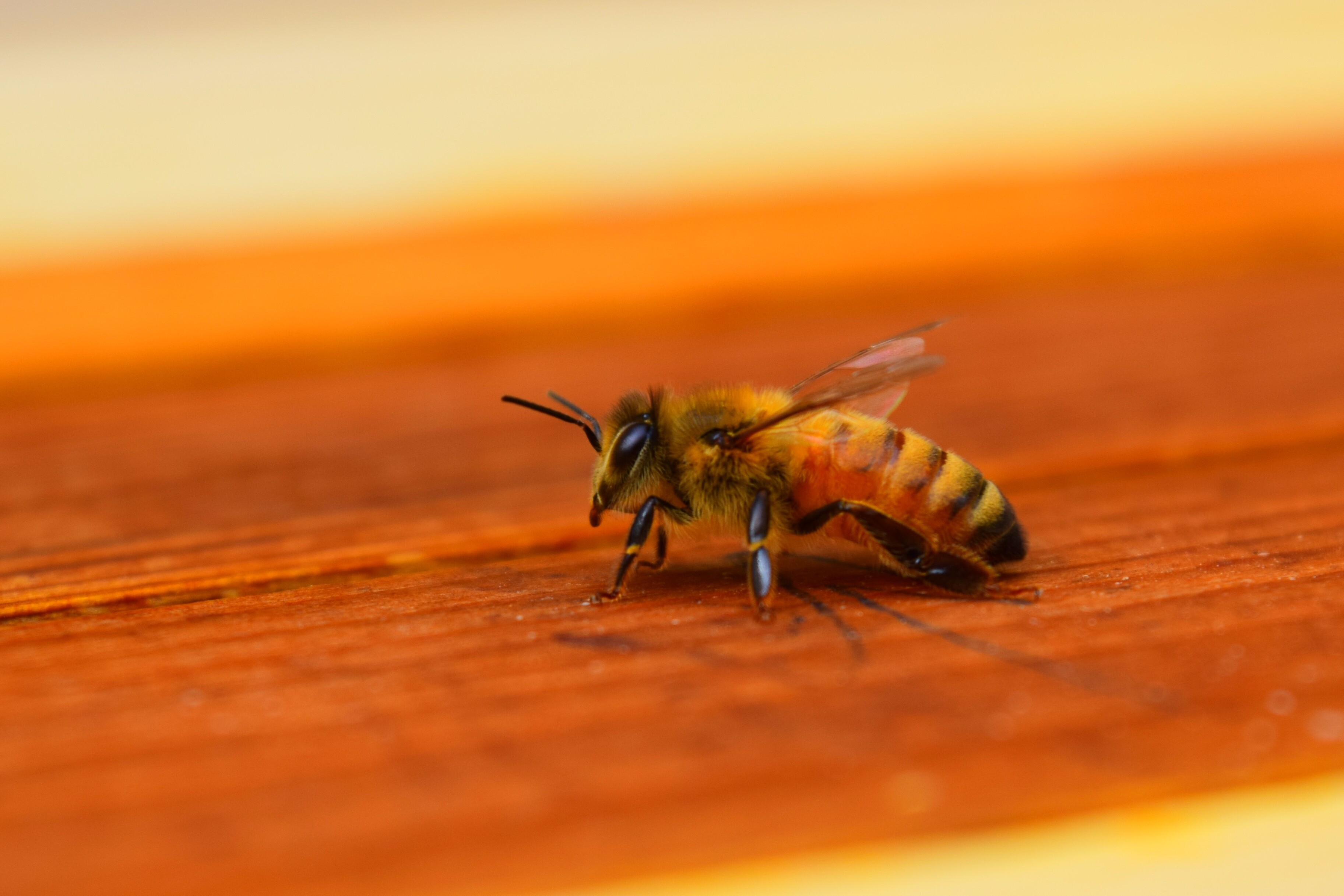 Первая доказанная игра насекомых: пчелы катают шарики по земле