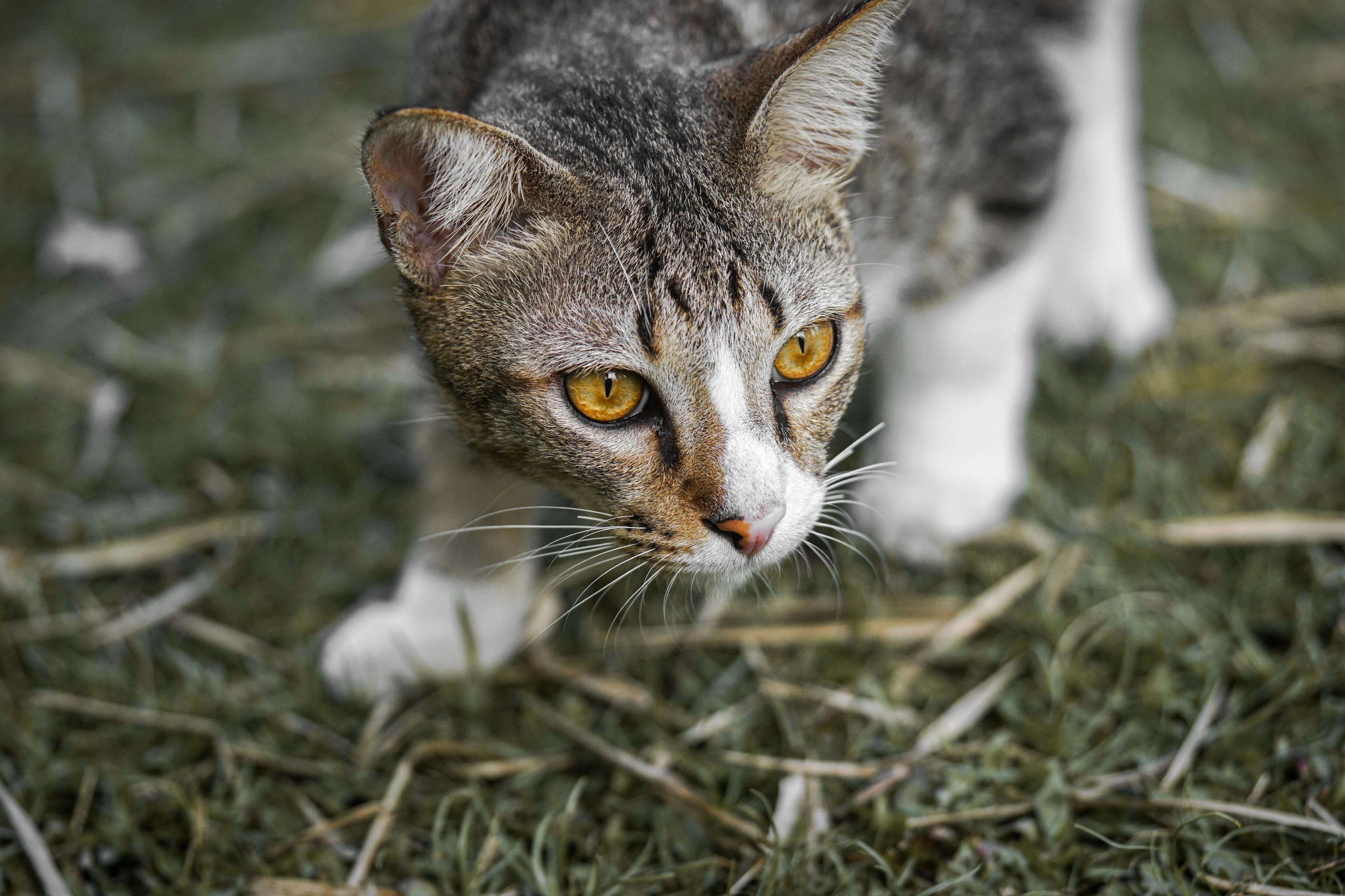 Какие кошки больше охотятся Учёные узнали