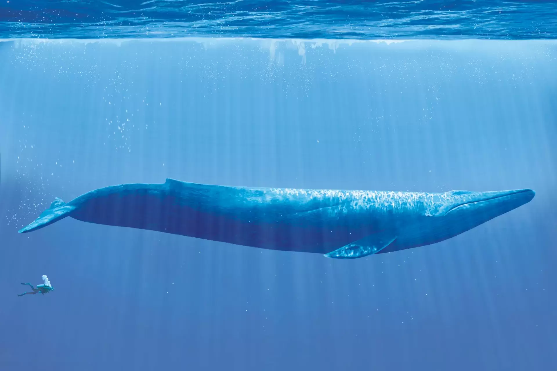 Синие киты съедают около 10 млн частиц микропластика в день