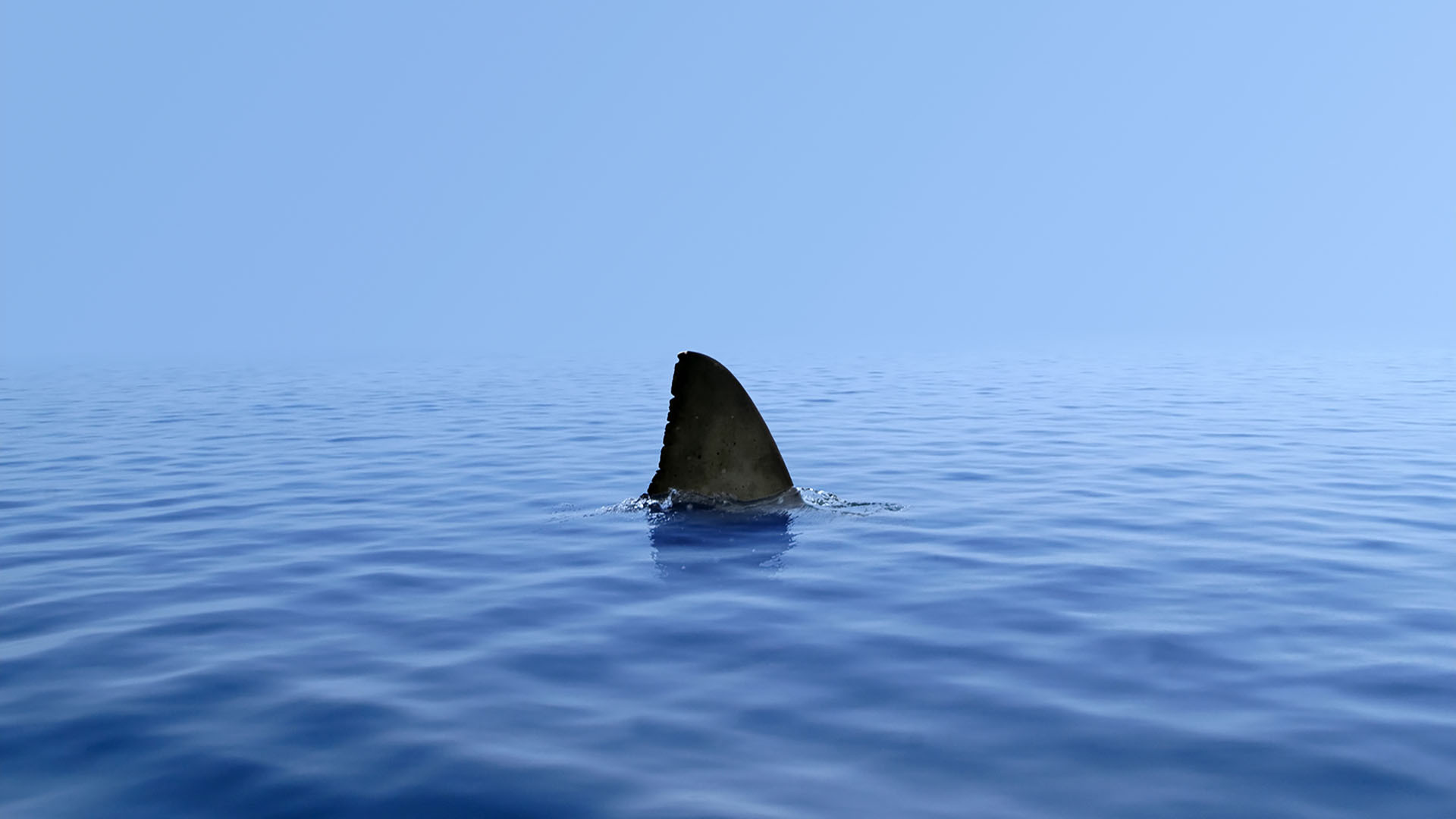 Почему акулы не нападают на людей в Чёрном море