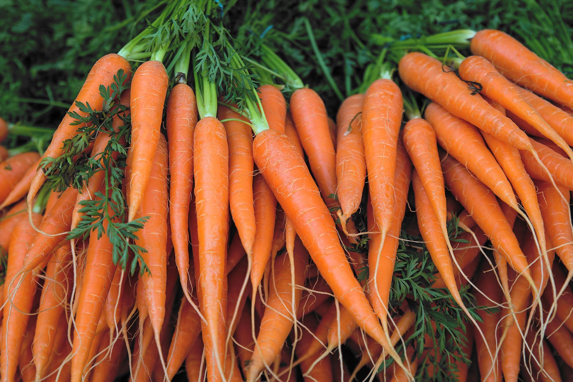 Восемь причин постоянно есть морковь: она даже помогает похудеть