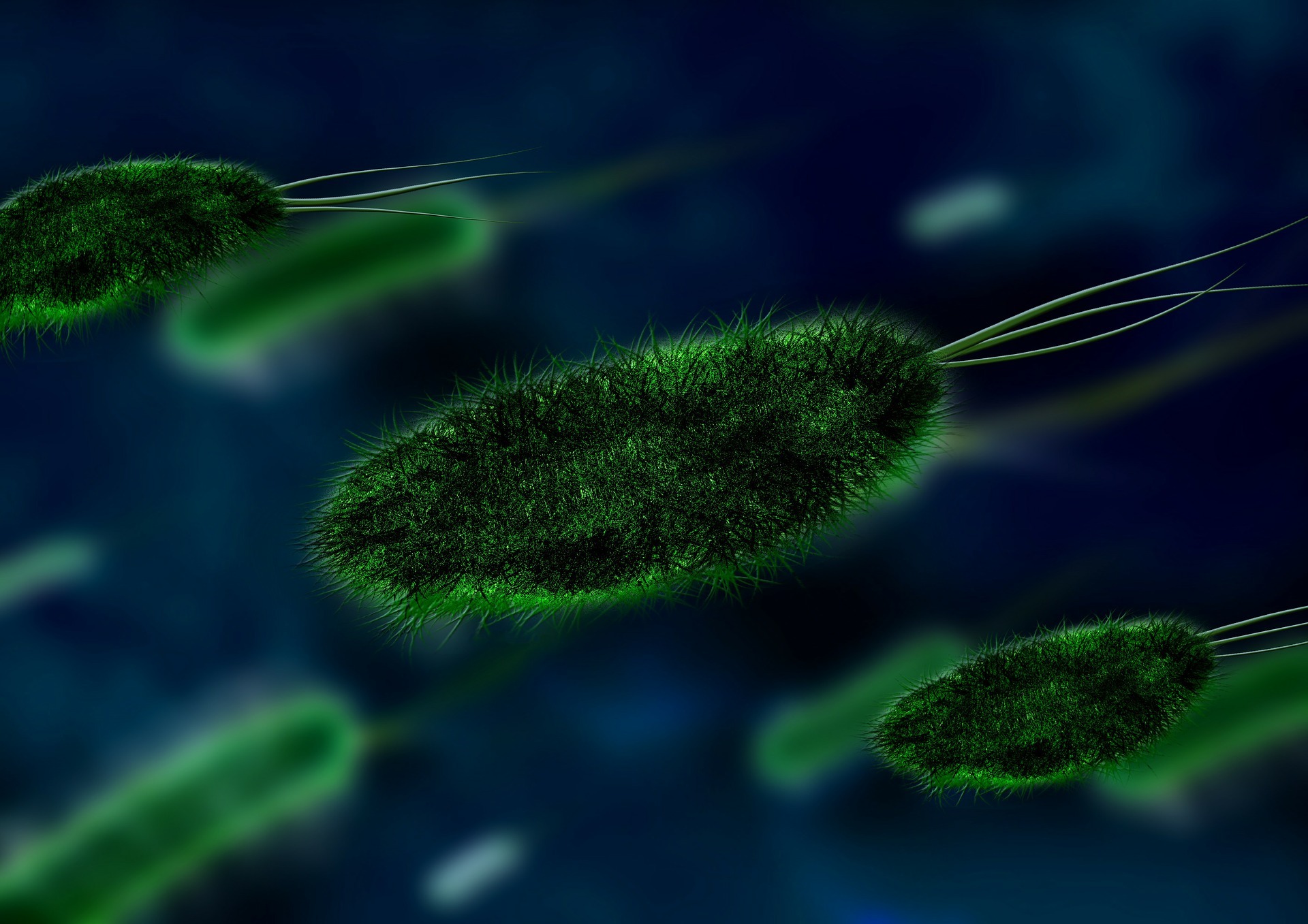Неубиваемые бактерии могут перемещаться из кишечника в легкие