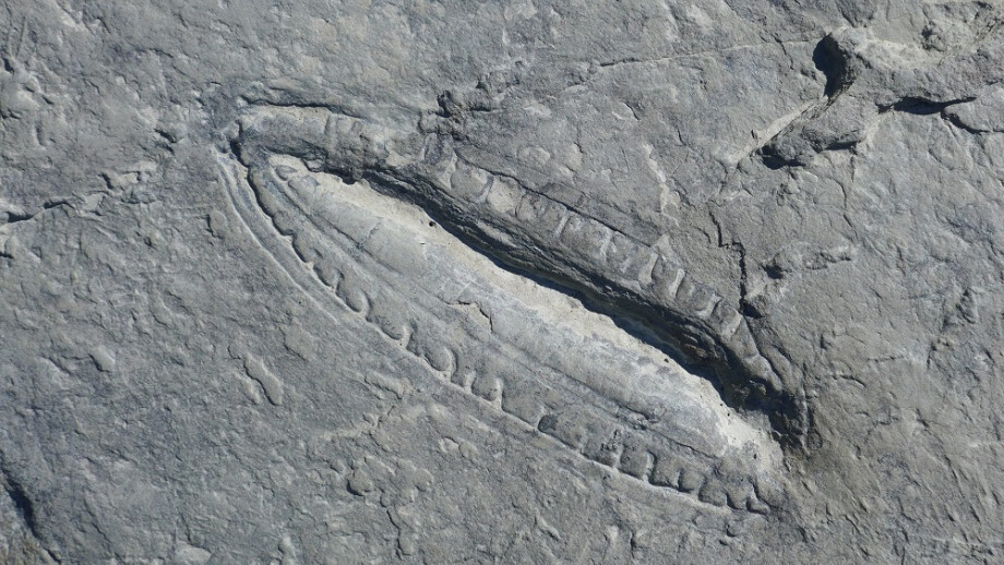 550 млн лет: найдена древнейшая еда