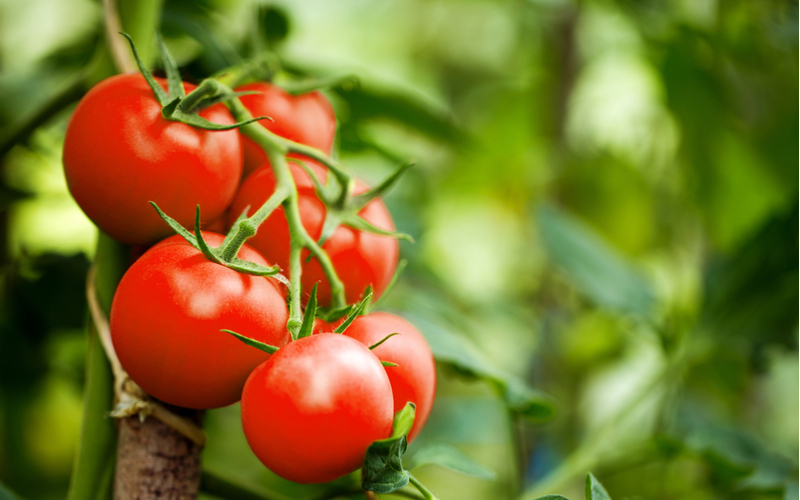 10 полезных для здоровья причин есть помидоры каждый день