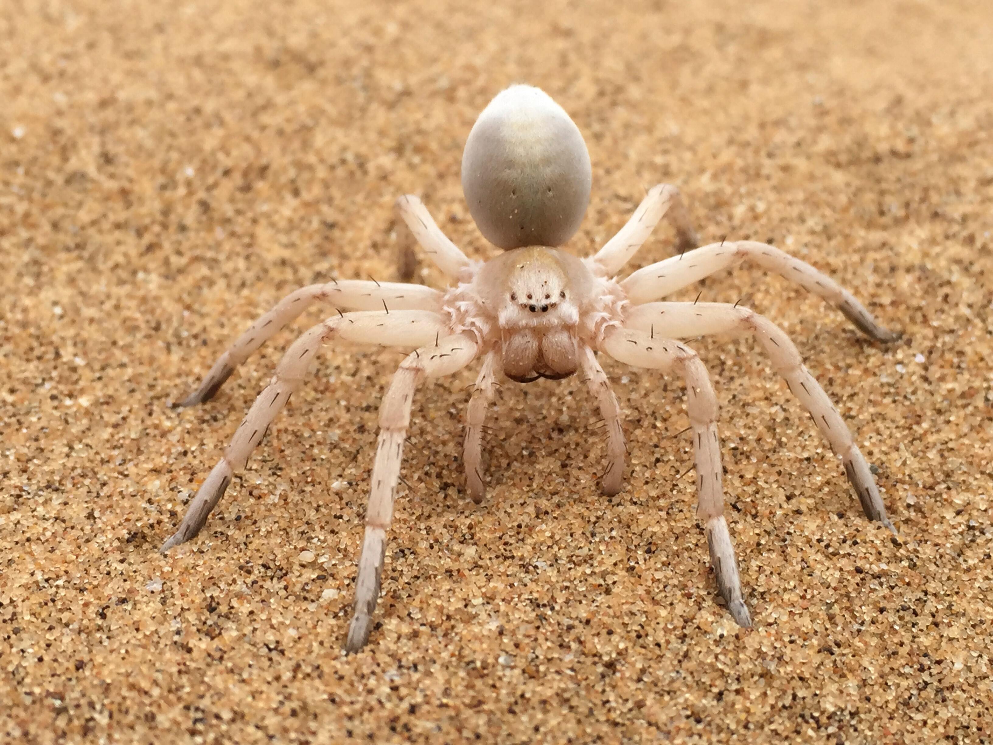 Истинный матриархат: самцы пауков реже дерутся в колониях, где доминируют самки