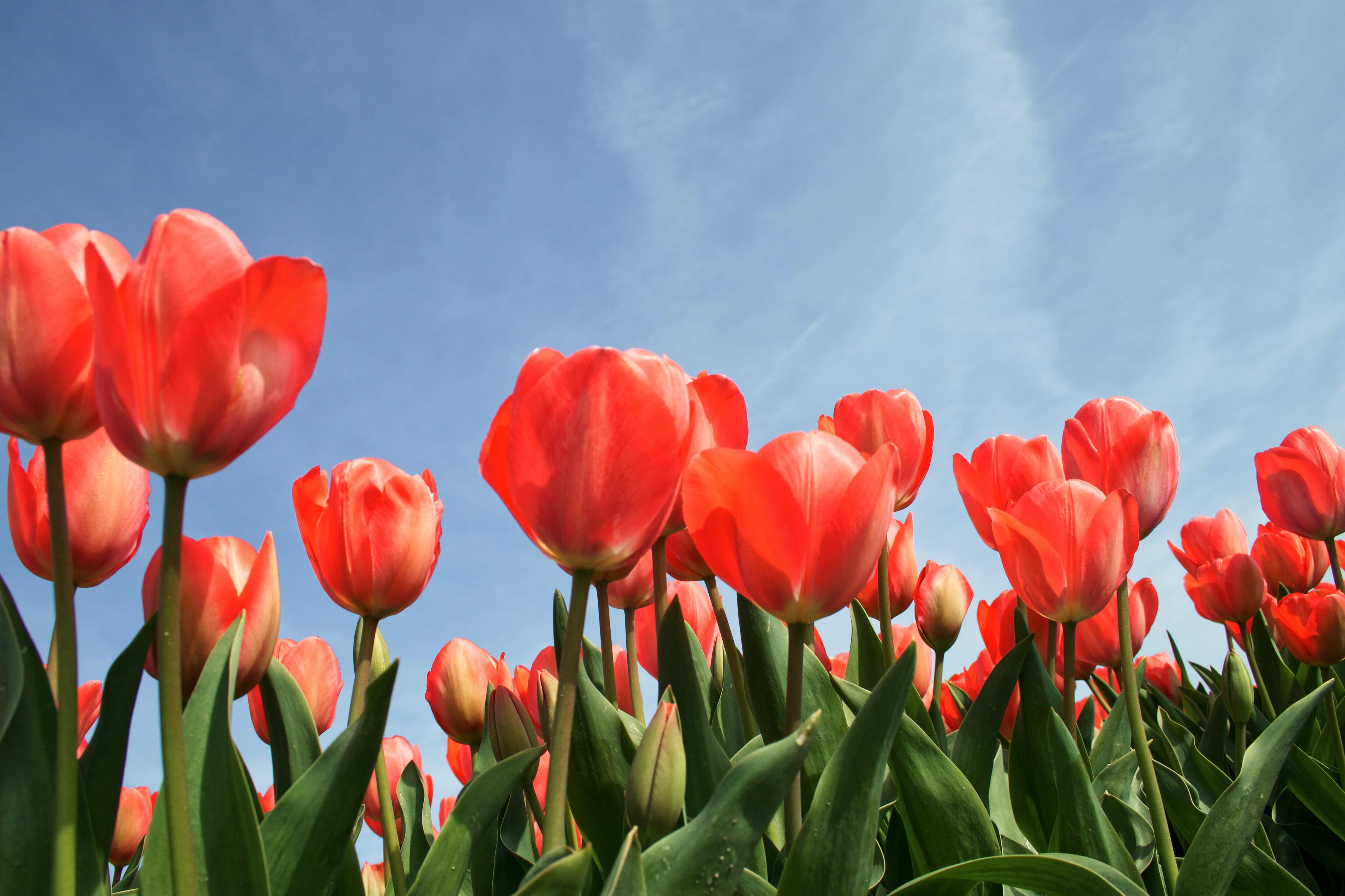 Голландия — страна цветов: нидерландцы начали использовать майнинг для выращивания тюльпанов