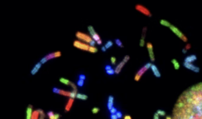 Ученые создали мужские и женские хромосомы из клеток одного человека