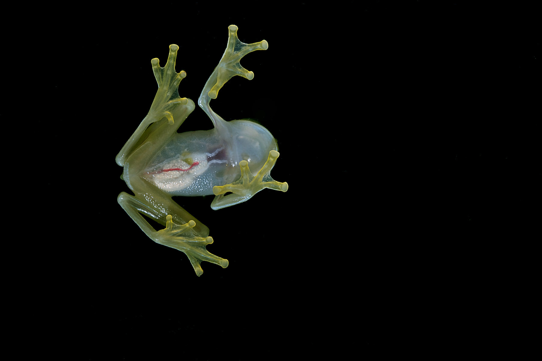 Учёные раскрыли механизм, по которому лягушки становятся прозрачными