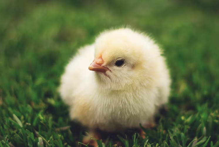 Генно-модифицированные куры могут положить конец напрасному убийству "бракованных" цыплят
