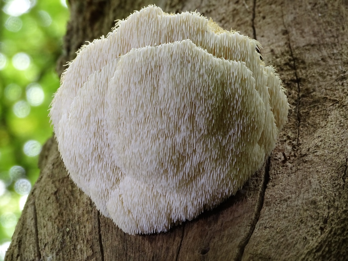 Эти грибы снизят риск смерти