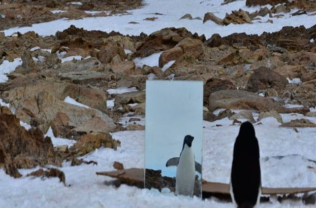Учёные дали пингвинам зеркало. Результат их удивил