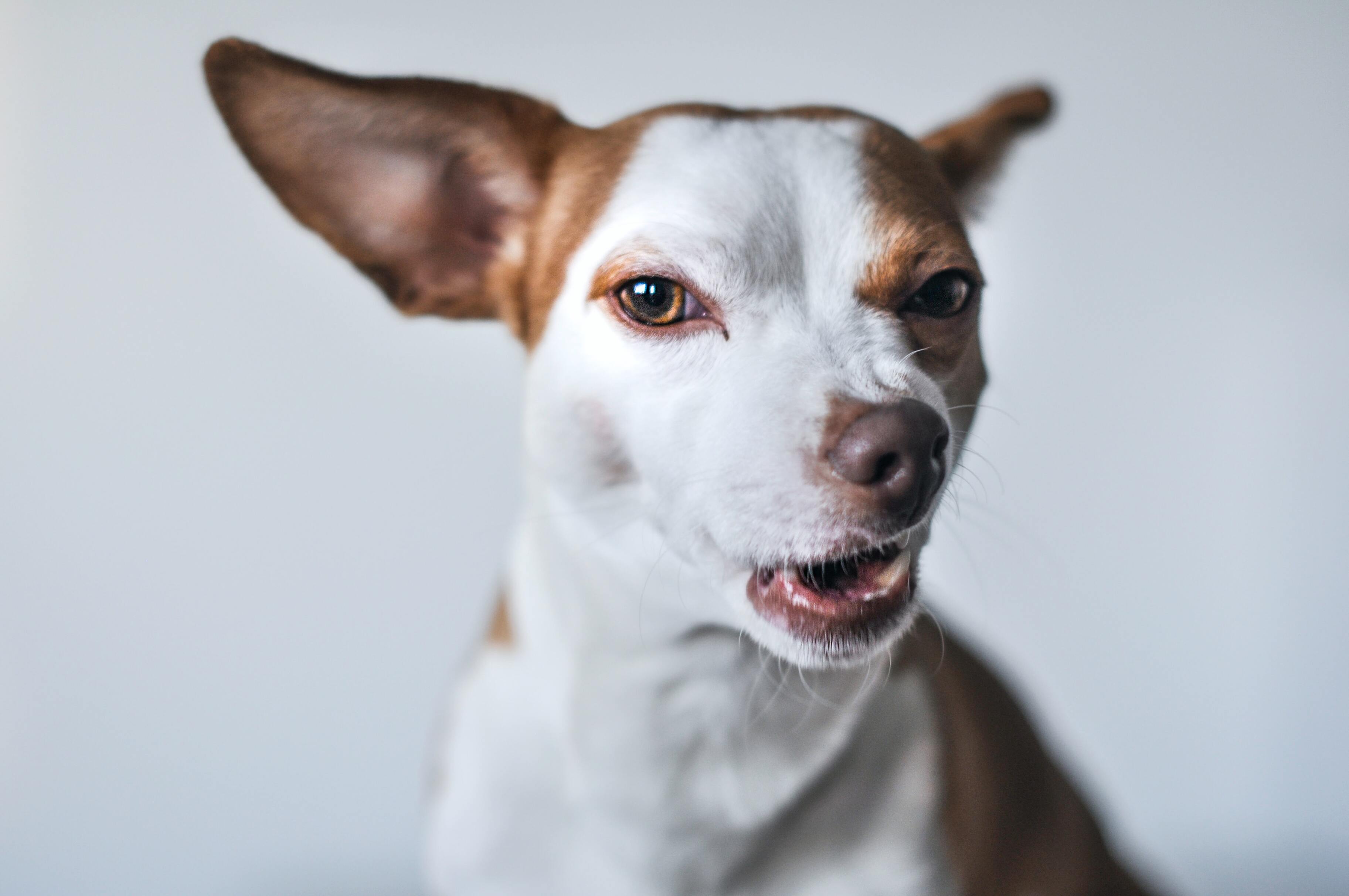 Почему ваша собака агрессивная Ответ науки