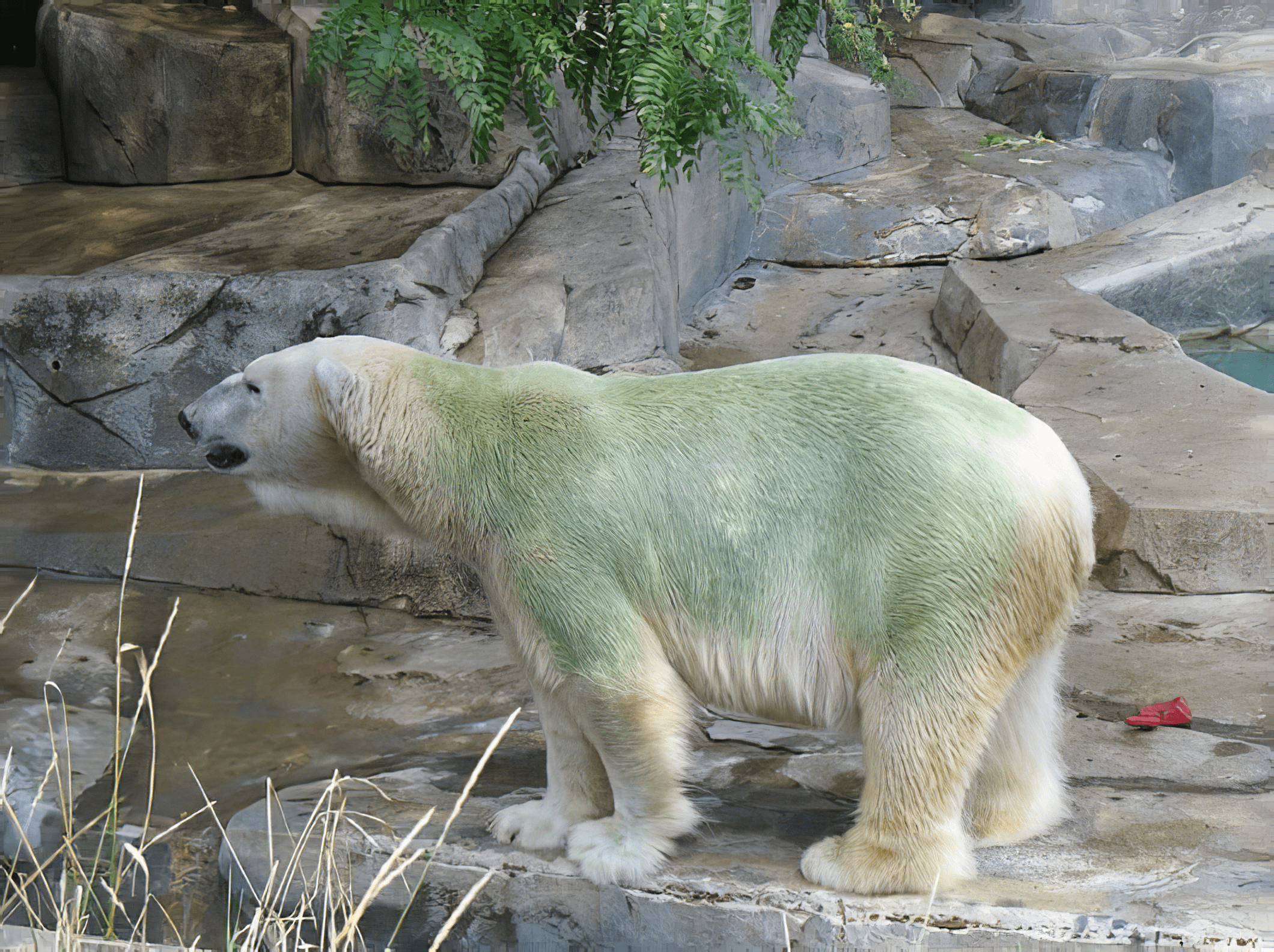 Соотнесите окраска шерсти белого медведя