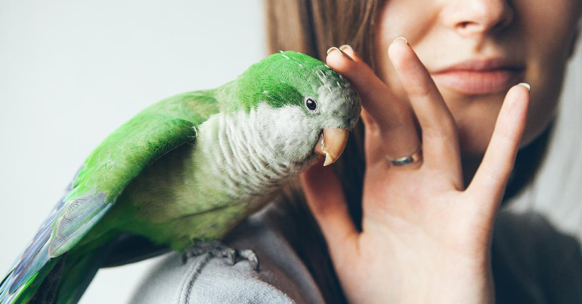 Могут ли птицы привязаться к человеку так же сильно, как к своей матери