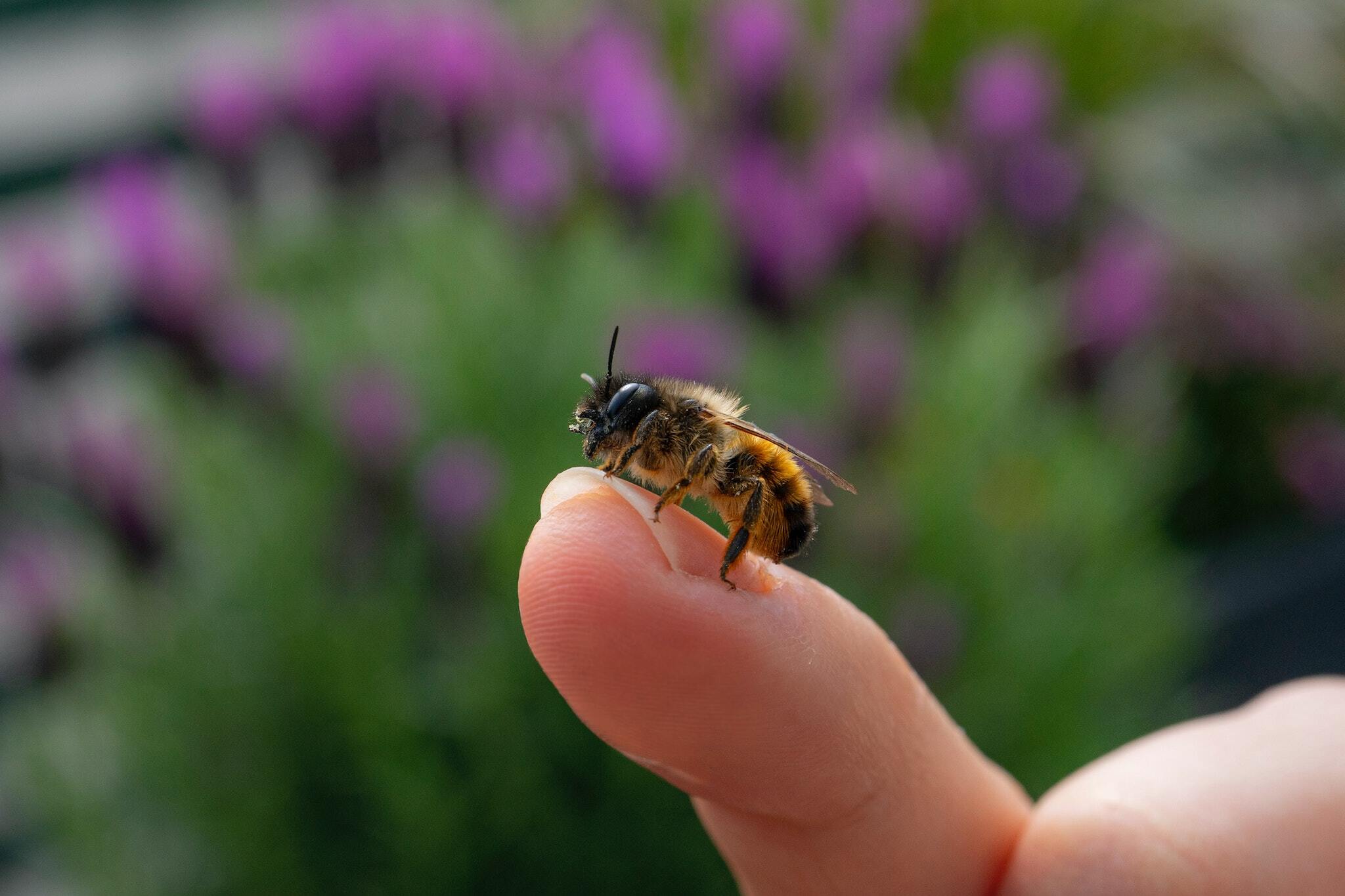 Почему ночью вы не встретите нигде ни одной пчелы: научное объяснение