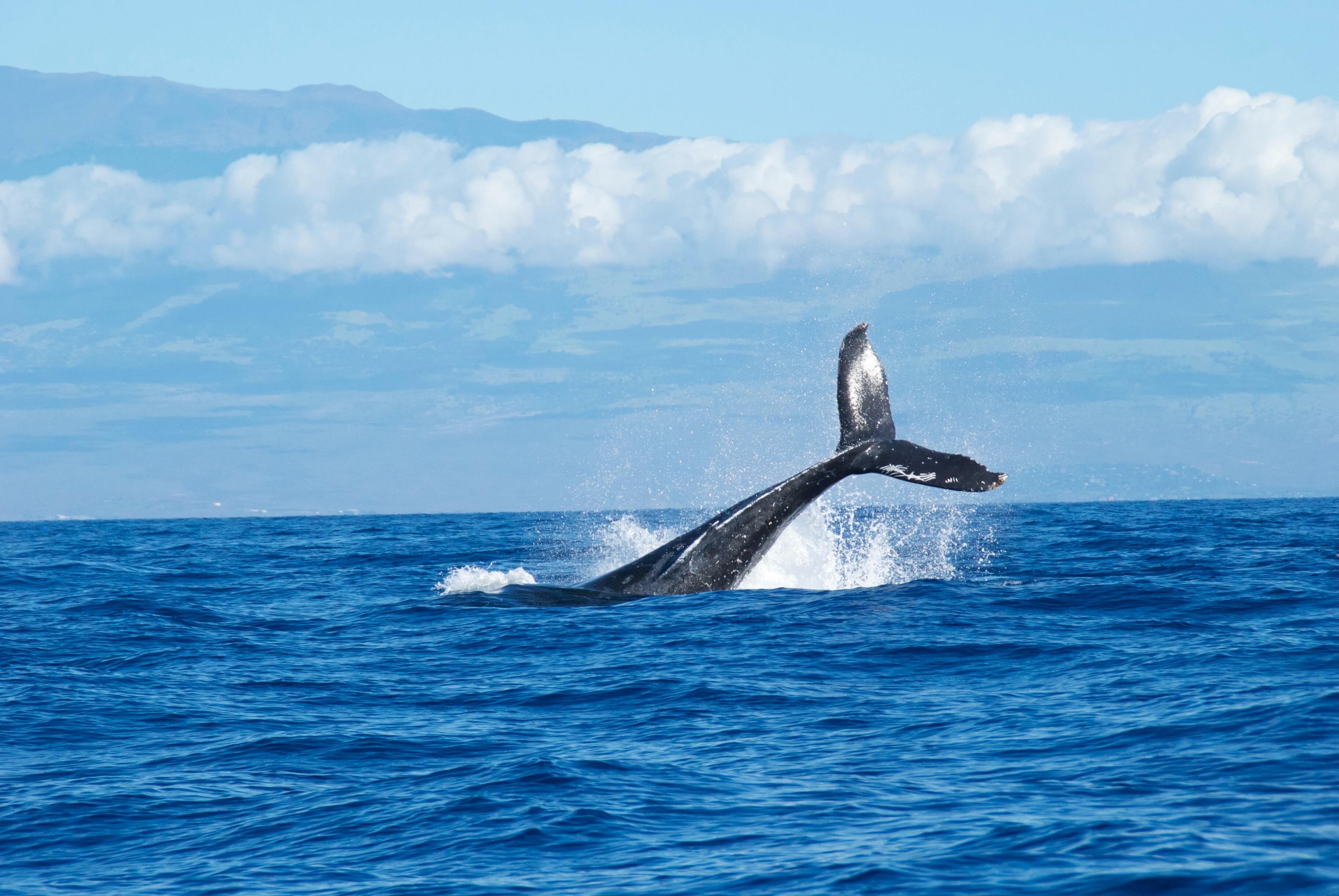 Учёные открыли гены, которые позволили китам стать гигантами
