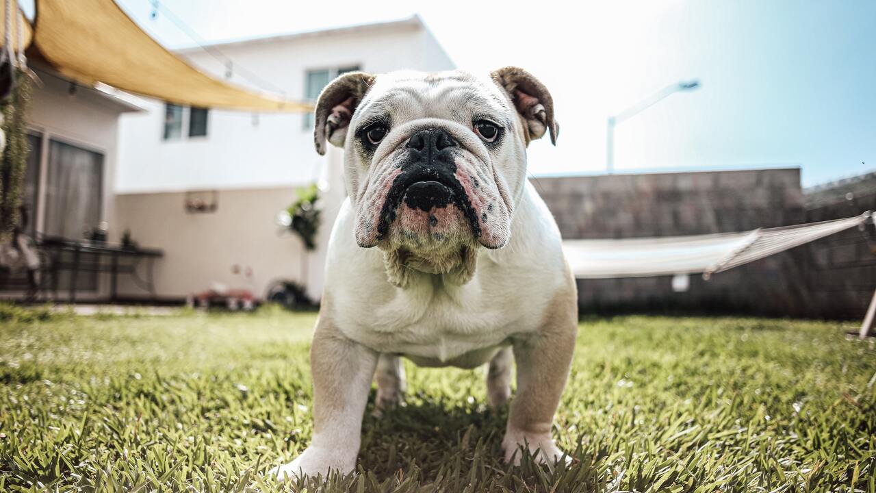 Собаки этих пород заболевают раком раньше других: Новости: Наука и ...