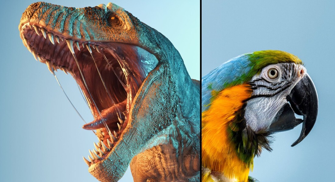 Как выжили птицы, если их родственники динозавры вымерли