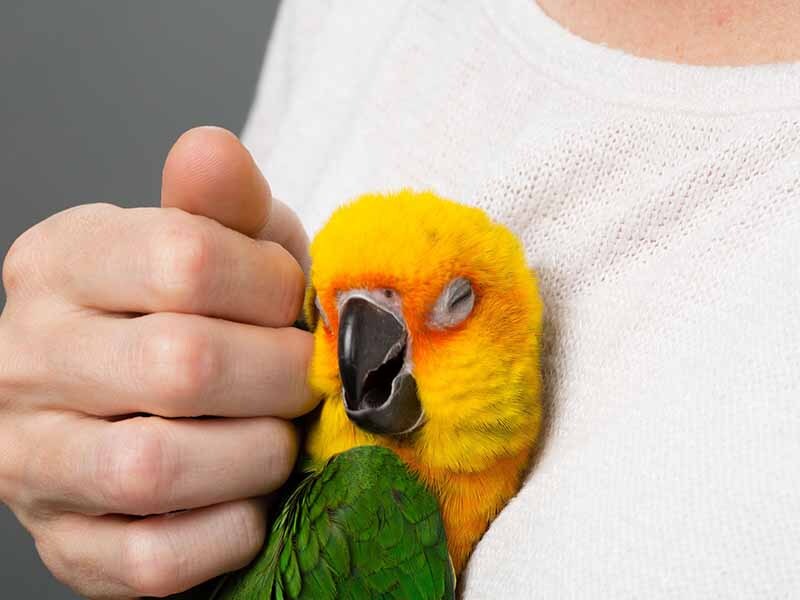 Как попугаи могут произносить человеческие слова без губ