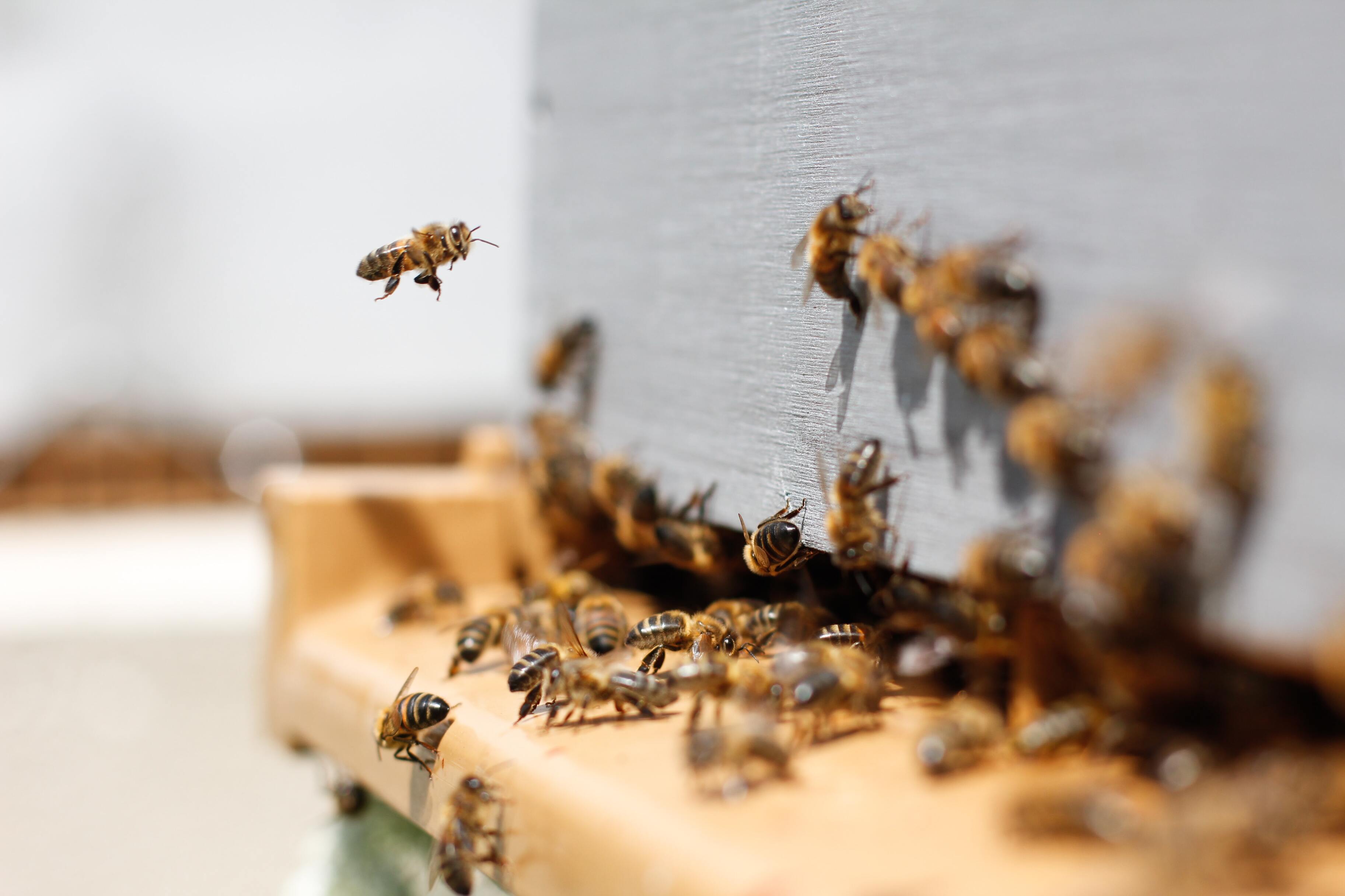 Учёные создали роботов-пчёл. Вот для чего это нужно