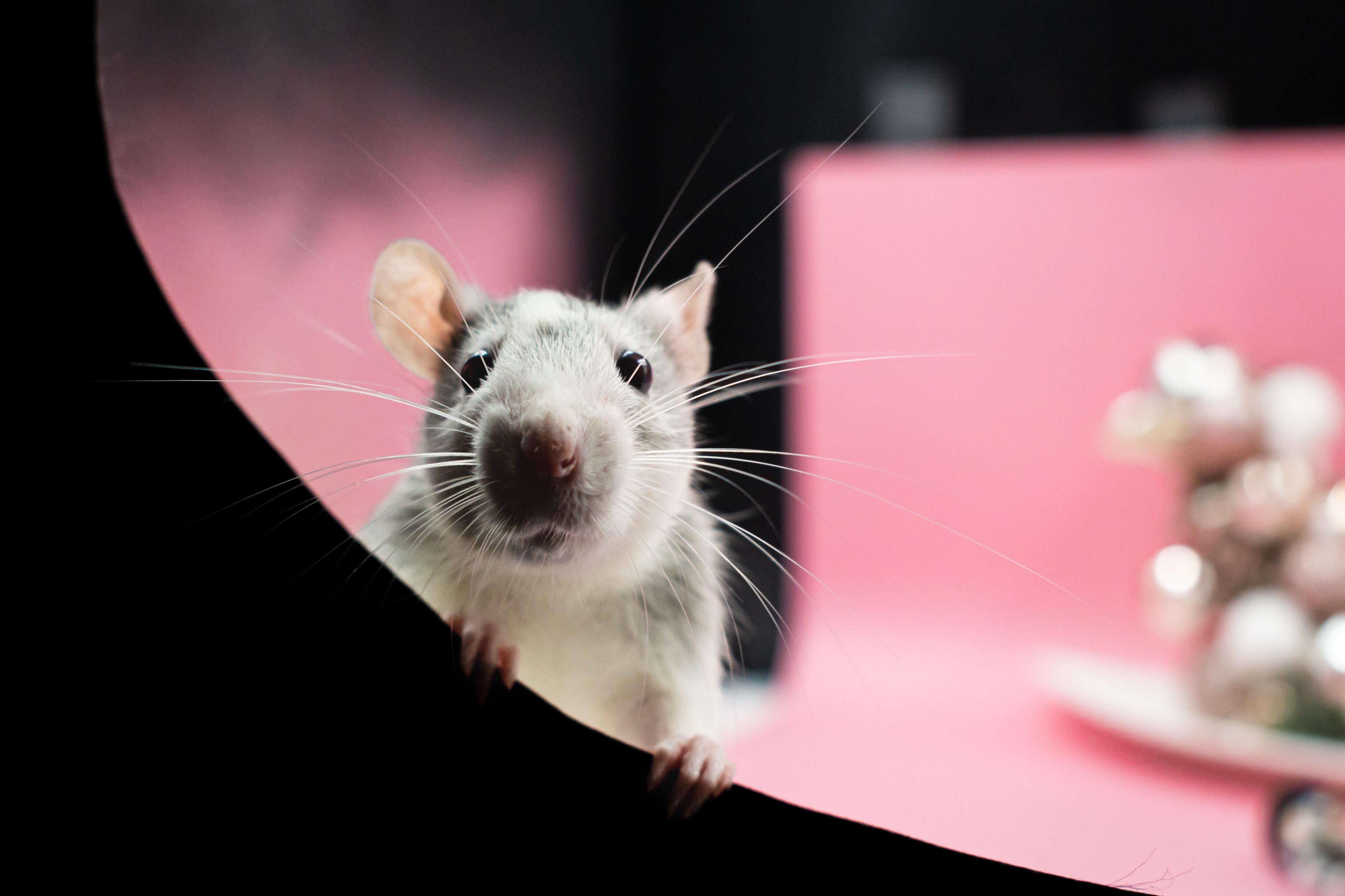 Учёные заставили двух мышей-самцов зачать детёнышей без участия самки