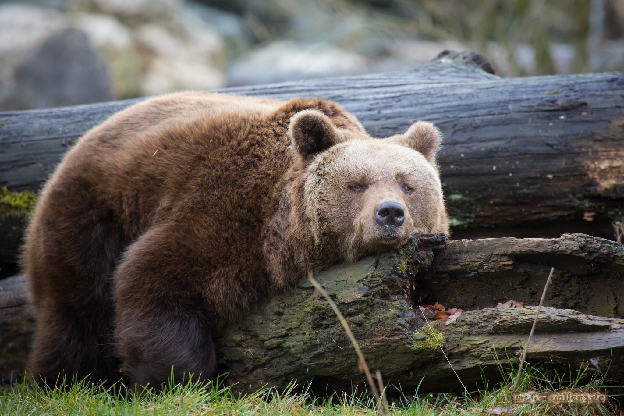 Российскую систему распознавания лиц протестируют на медведях