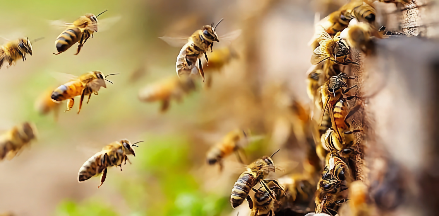 Учёные выяснили, что старые пчёлы учат танцевать молодых