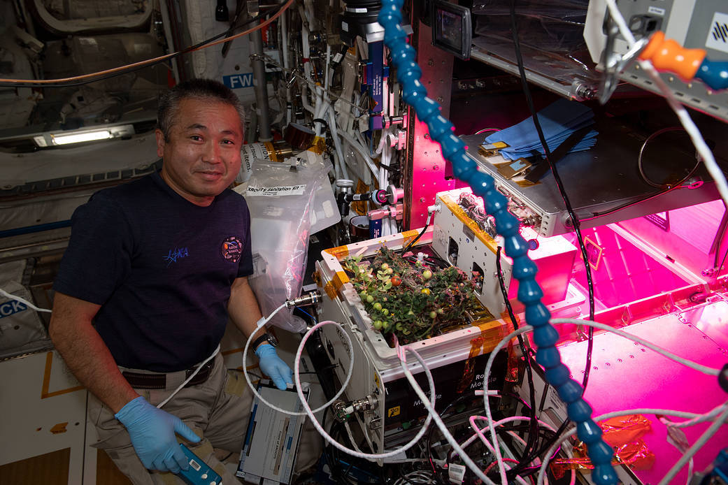 Астронавт Коити Ваката проверяет помидоры, которые растут на МКС в рамках эксперимента XROOTS