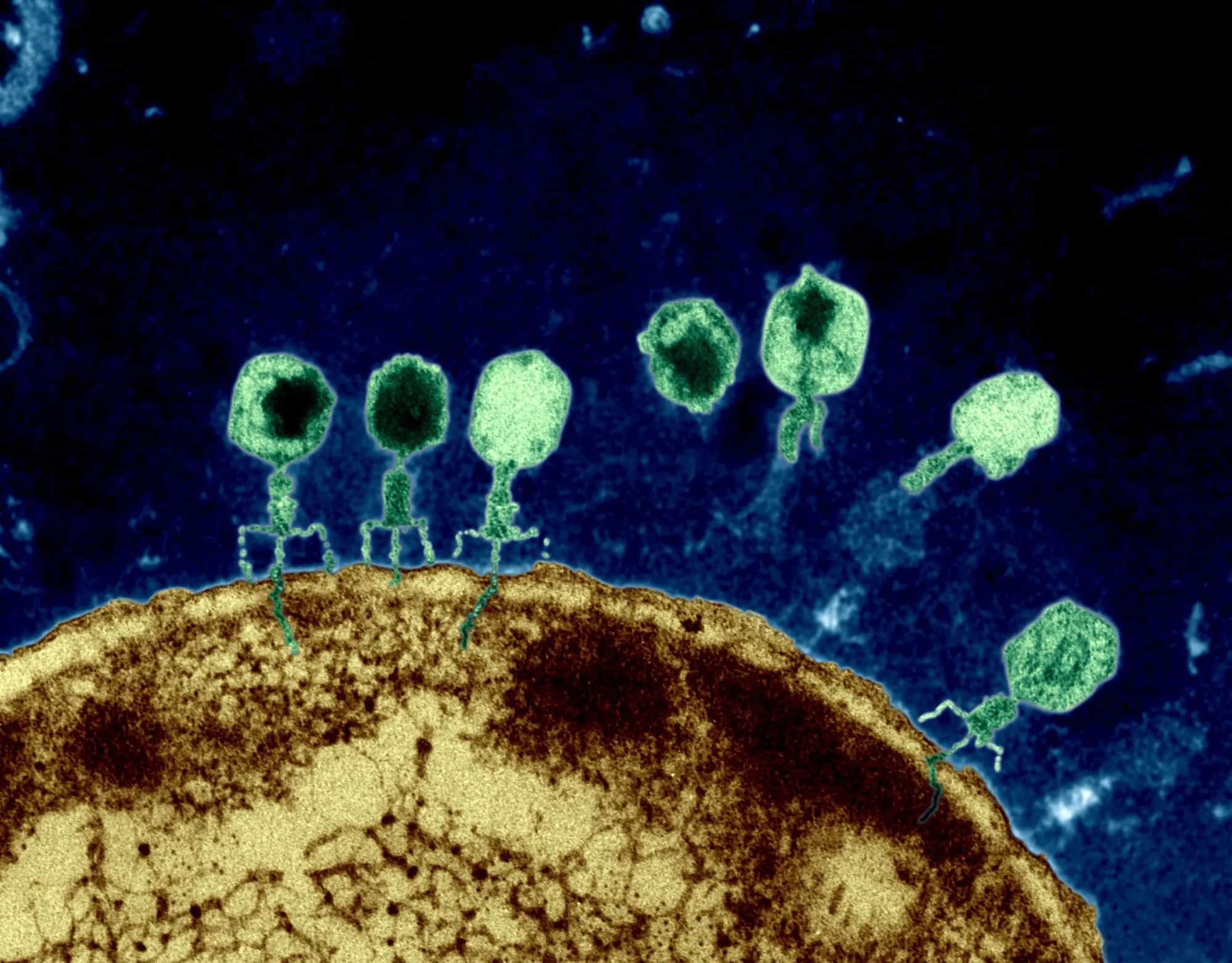 Генетический файрвол: учёные нашли необычный способ защитить бактерию от вирусов