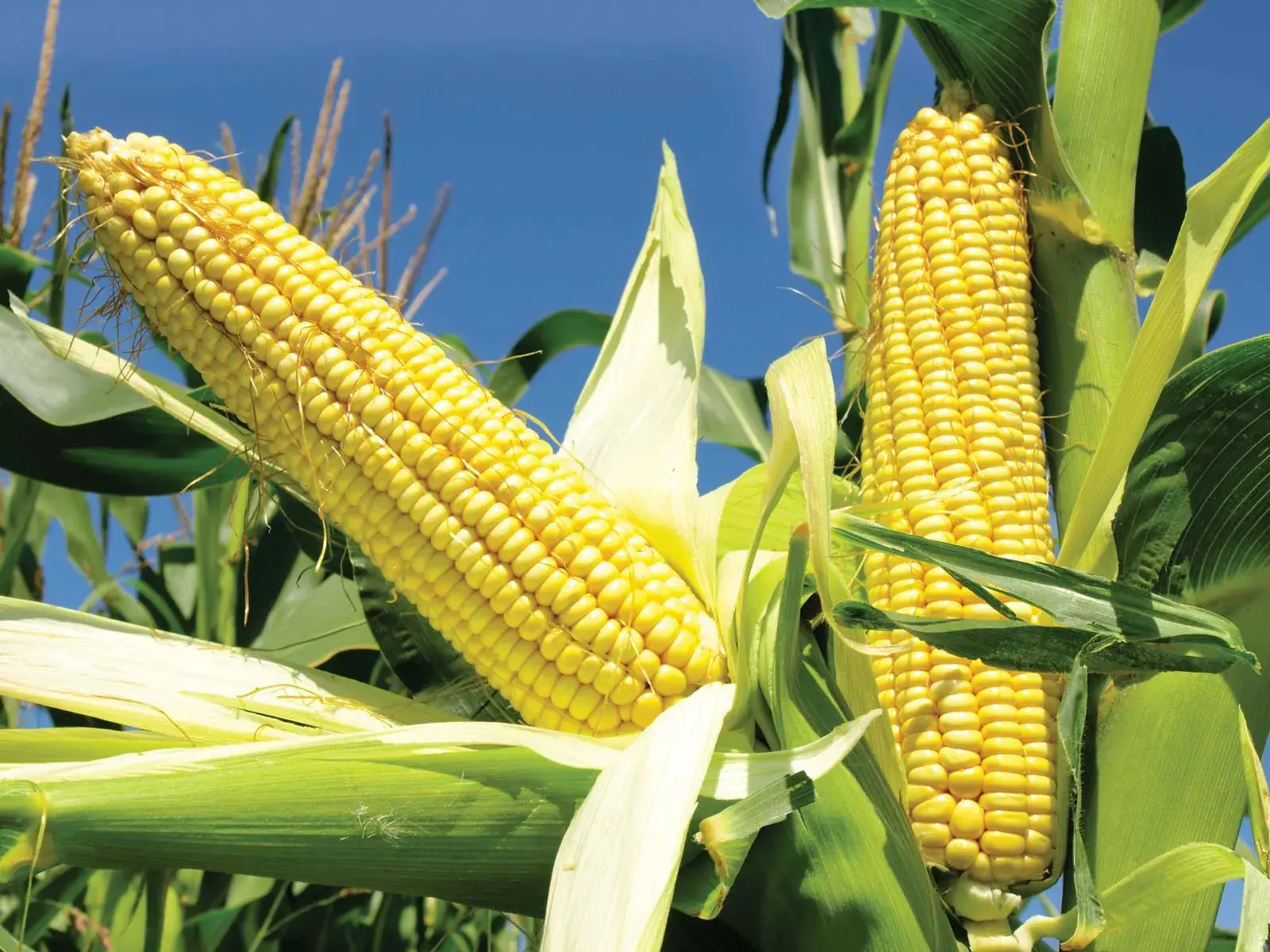 Кукуруза оказалась защищена от глобального потепления на генном уровне