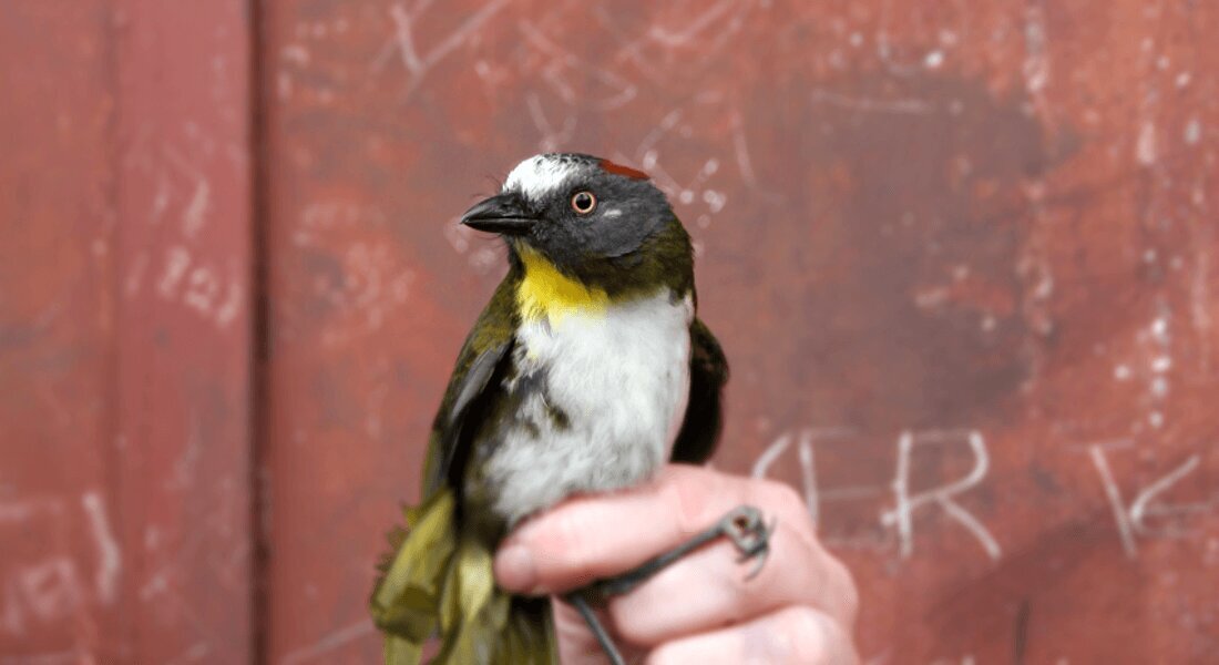 Учёные нашли птиц с токсичными крыльями