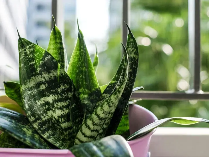 Пять растений, которые улучшат сон и качество воздуха в доме