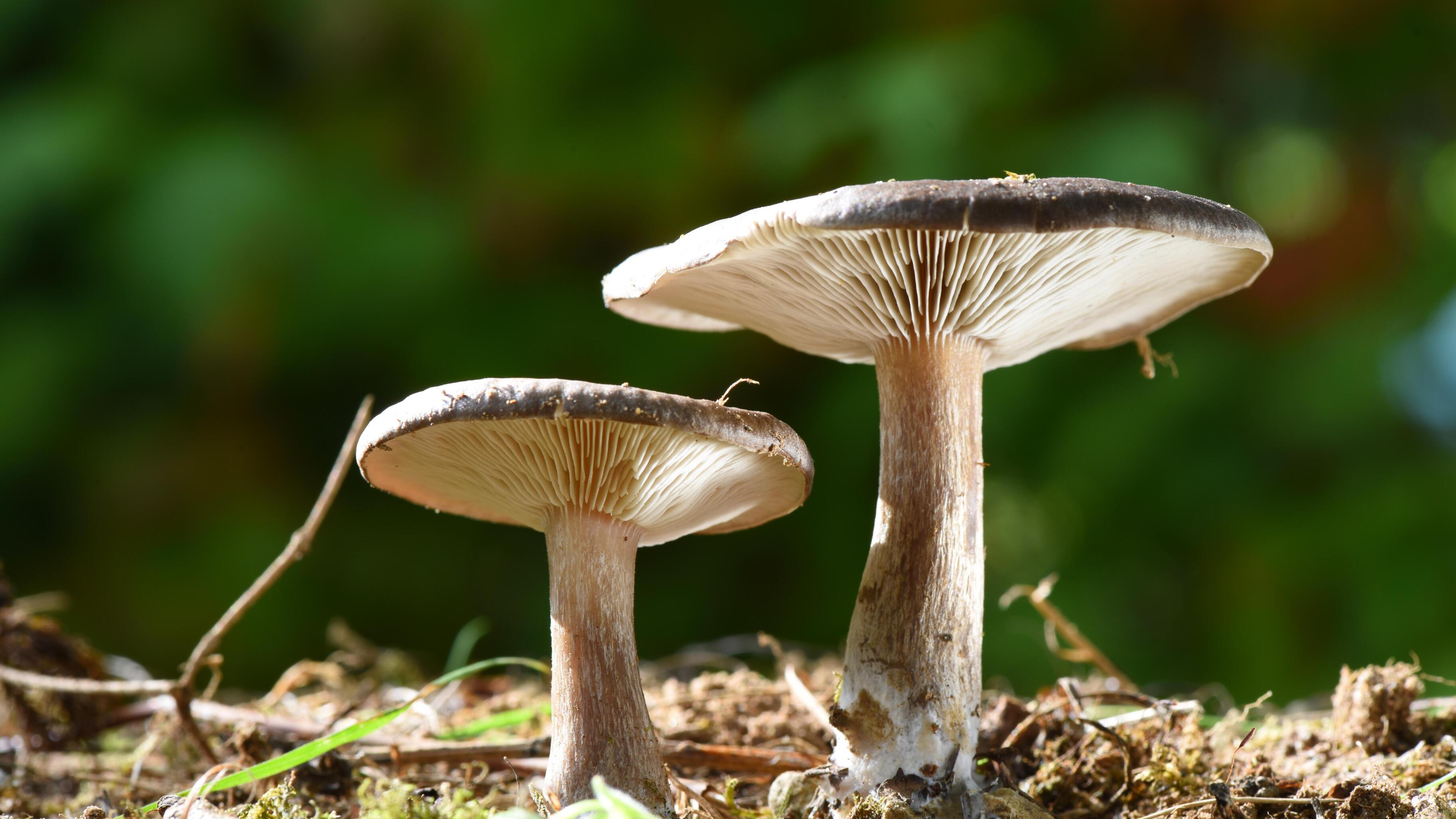 Учёные изобрели самозаживляющуюся кожу из грибов