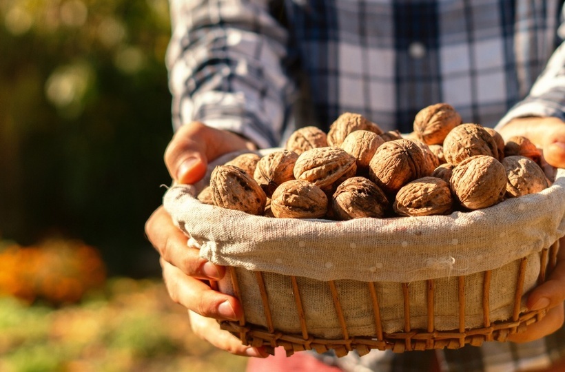 Доказано: грецкие орехи помогают контролировать уровень холестерина
