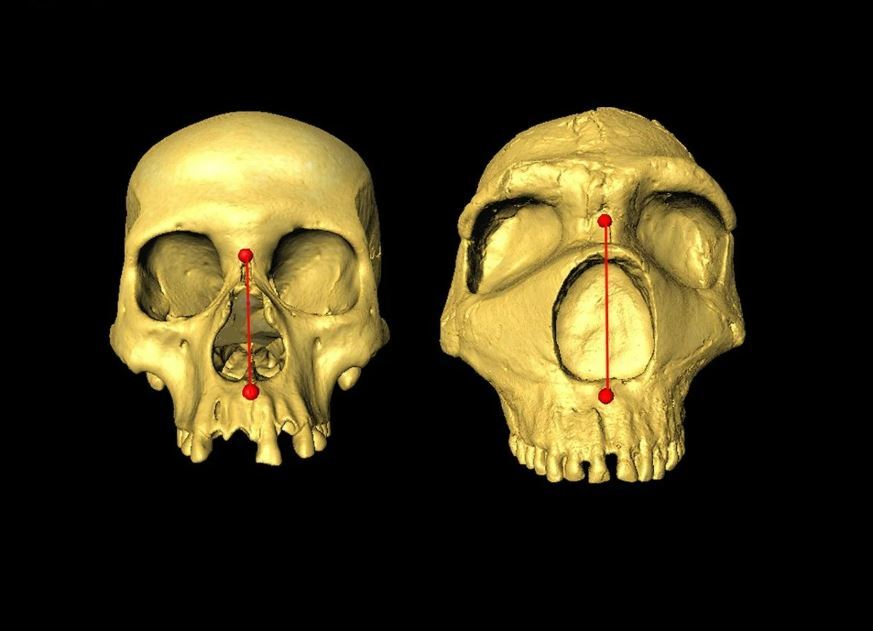 Учёные: форма вашего носа зависит от ваших генов неандертальцев